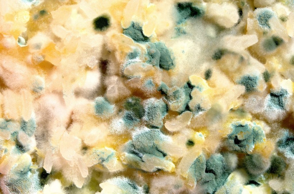 moldy, food, broken, green, yellow, old, moldy, moldy, moldy, moldy, moldy